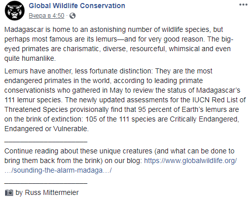 Мадагаскарские лемуры оказались под угрозой вымирания: исследователи забили тревогу (фото)